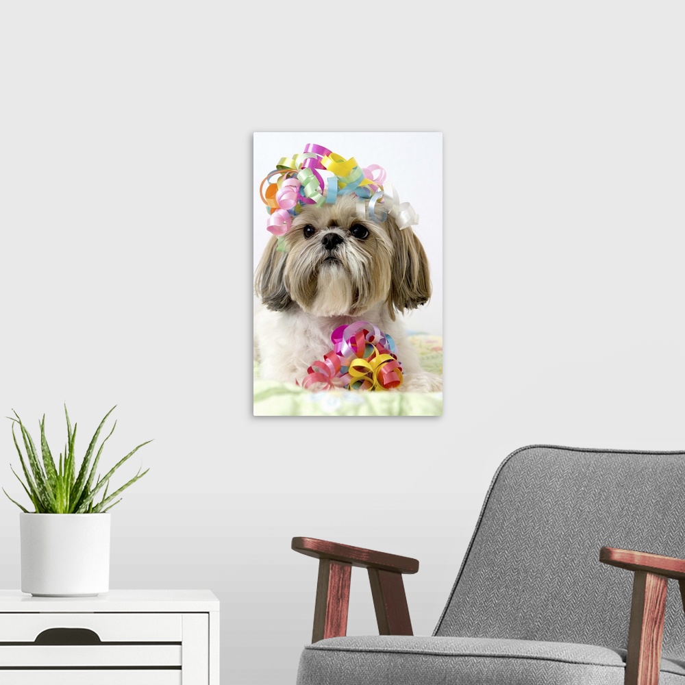 A modern room featuring Shi Tzu dog with curly ribbons on head and by front paws
