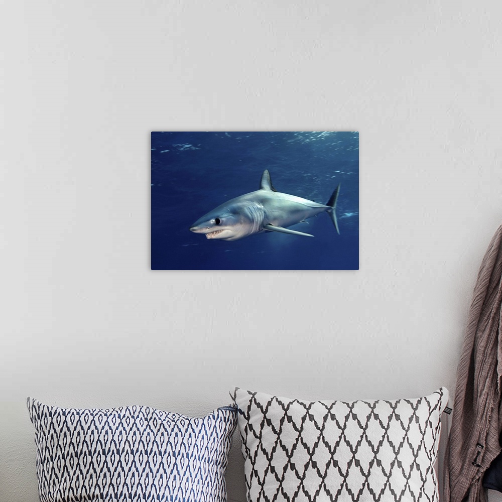 A bohemian room featuring Shortfin mako sharks.