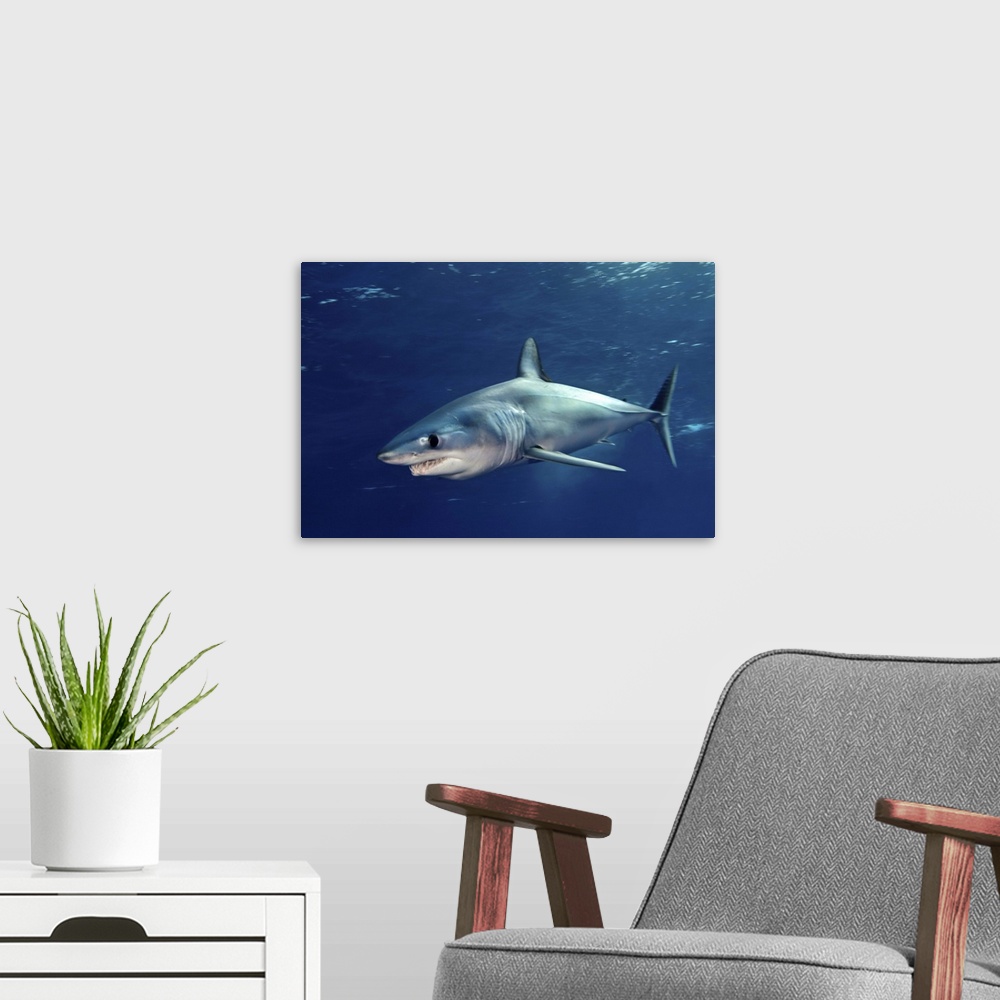 A modern room featuring Shortfin mako sharks.