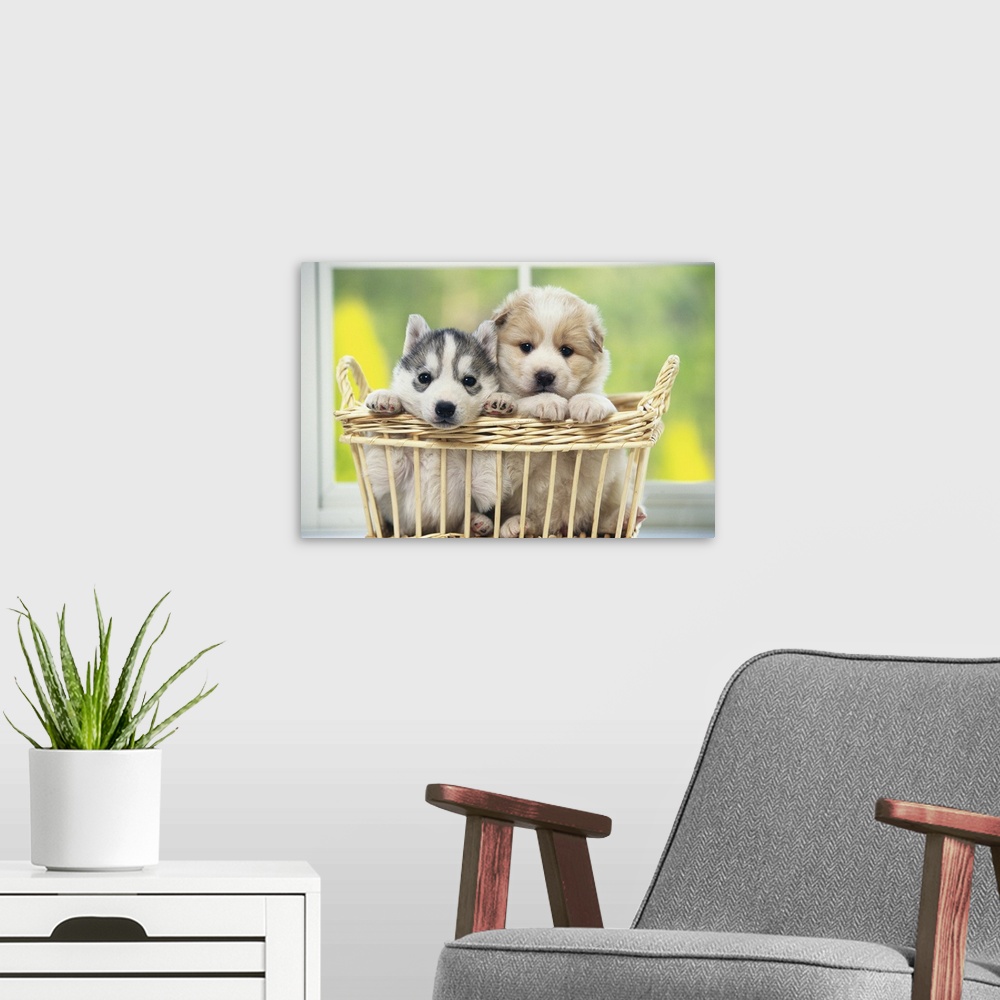 A modern room featuring Siberian Husky; A working dog breed that originated in eastern Siberia. The Siberian Husky is a m...