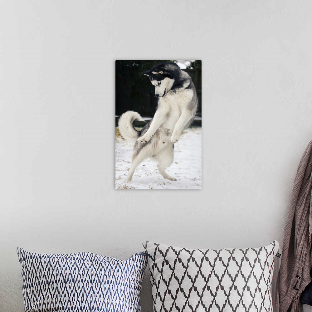 A bohemian room featuring Siberian Husky jumping and playing on snow.