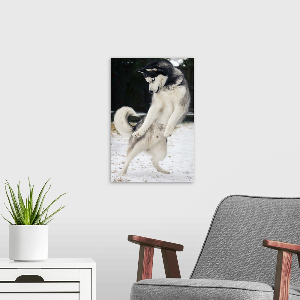 A modern room featuring Siberian Husky jumping and playing on snow.