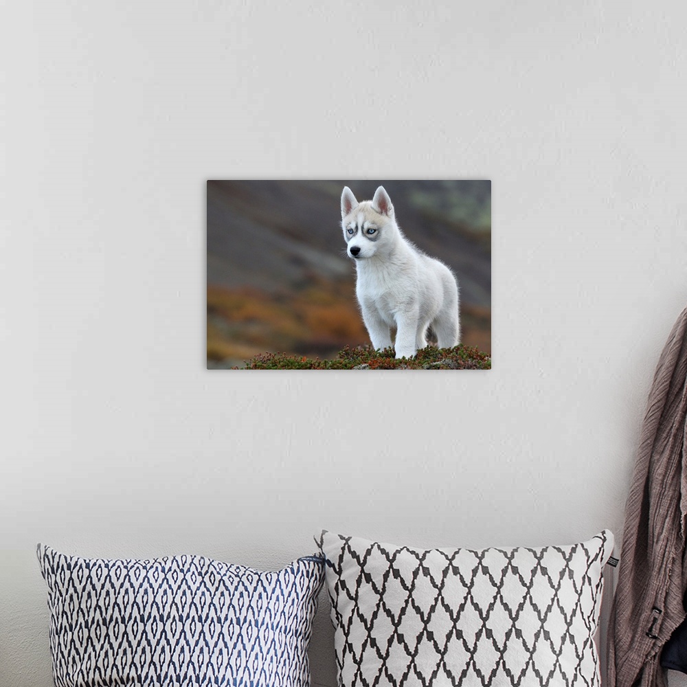 A bohemian room featuring Siberian Husky in Hafnarfjordur, Iceland