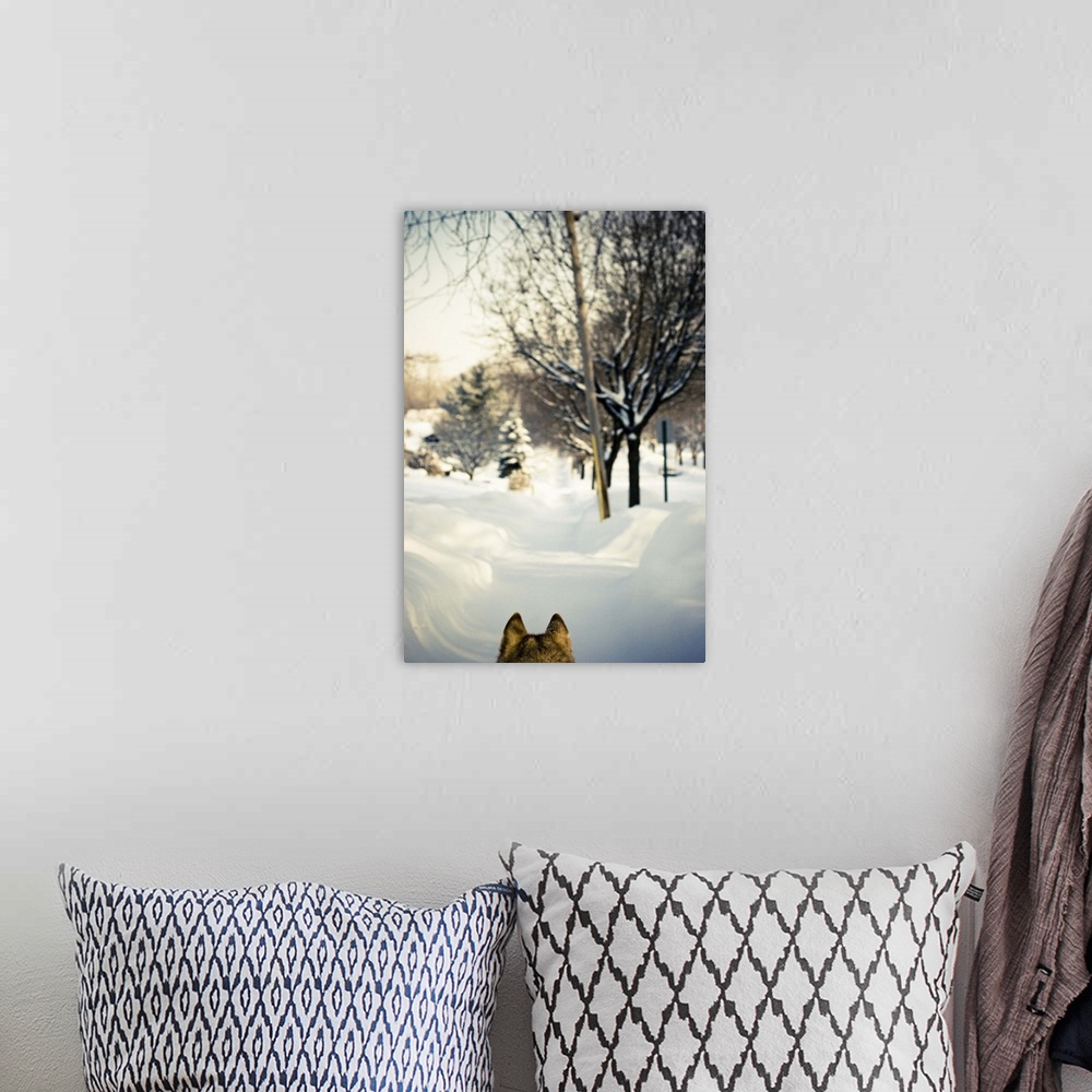 A bohemian room featuring Siberian husky walking on snowy sidewalk