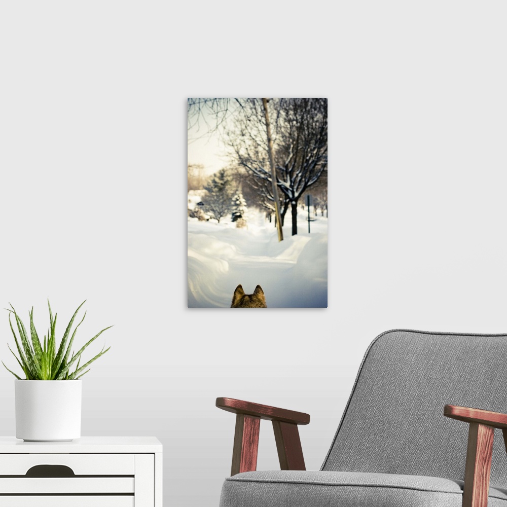 A modern room featuring Siberian husky walking on snowy sidewalk