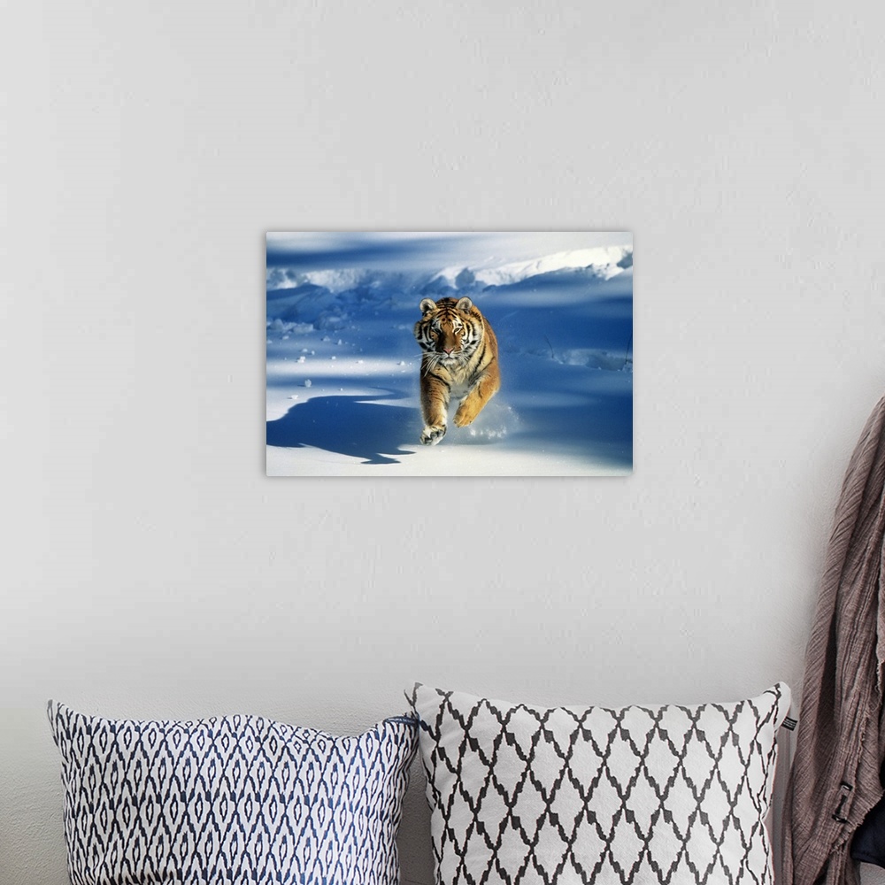 A bohemian room featuring Giant, landscape photograph of a Siberian tiger (Panthera tigris altaica) running toward the came...