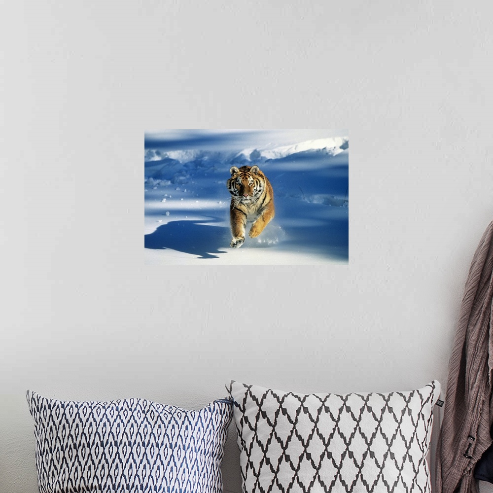 A bohemian room featuring Giant, landscape photograph of a Siberian tiger (Panthera tigris altaica) running toward the came...
