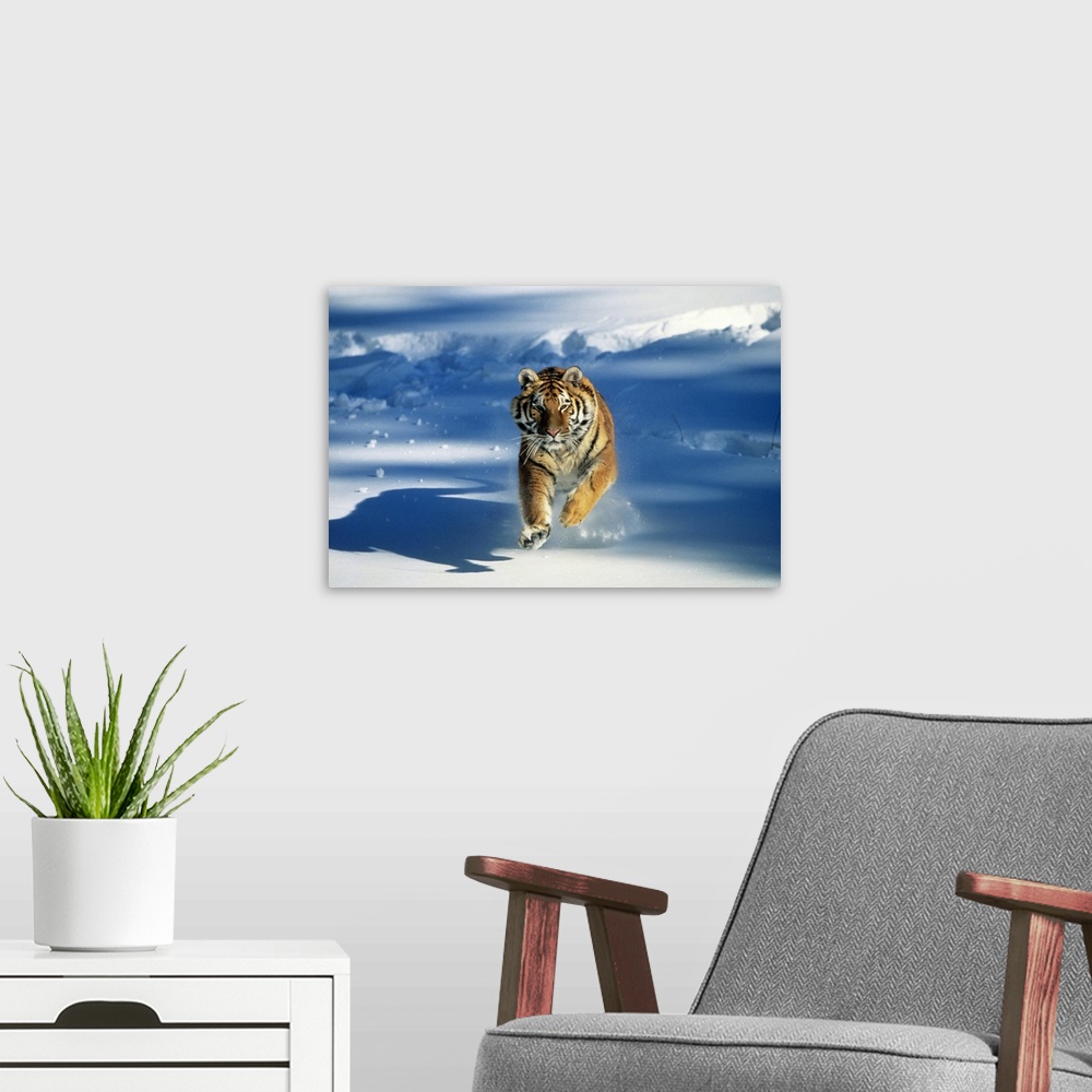 A modern room featuring Giant, landscape photograph of a Siberian tiger (Panthera tigris altaica) running toward the came...