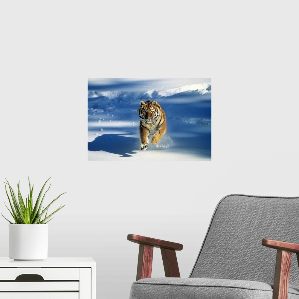 A modern room featuring Giant, landscape photograph of a Siberian tiger (Panthera tigris altaica) running toward the came...