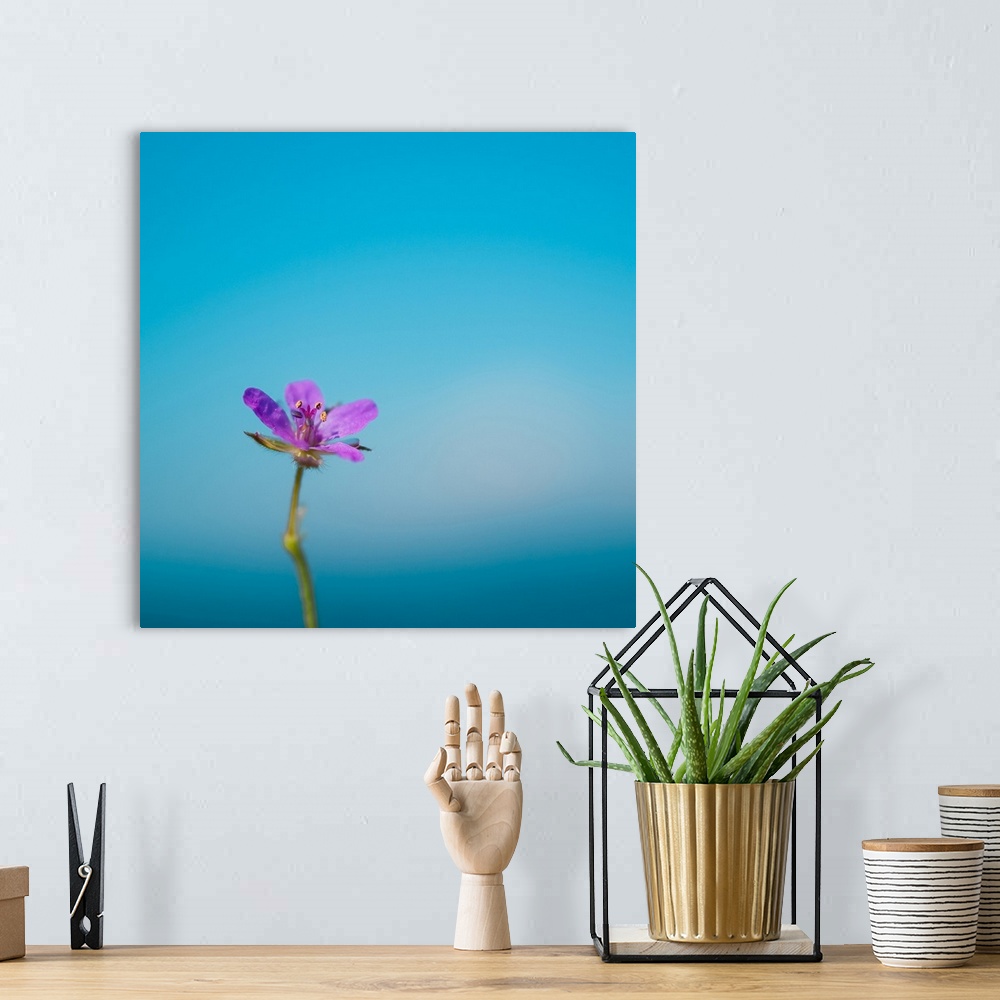A bohemian room featuring Side capture of little purple flower standing against blue sea and sky bokeh background.