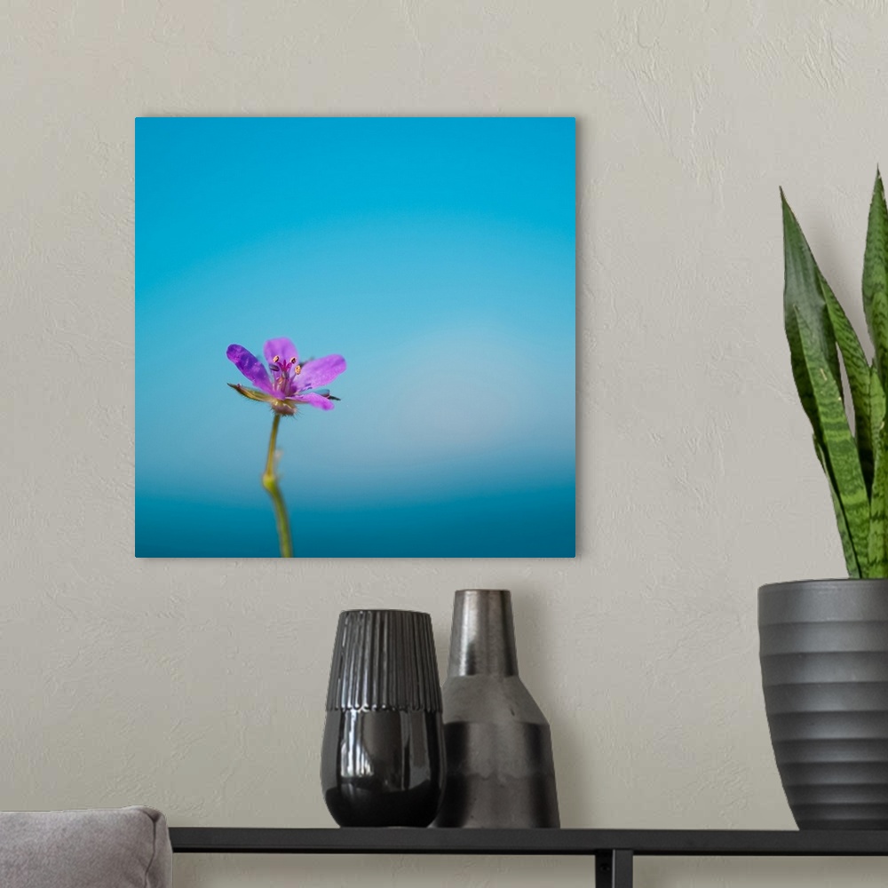 A modern room featuring Side capture of little purple flower standing against blue sea and sky bokeh background.