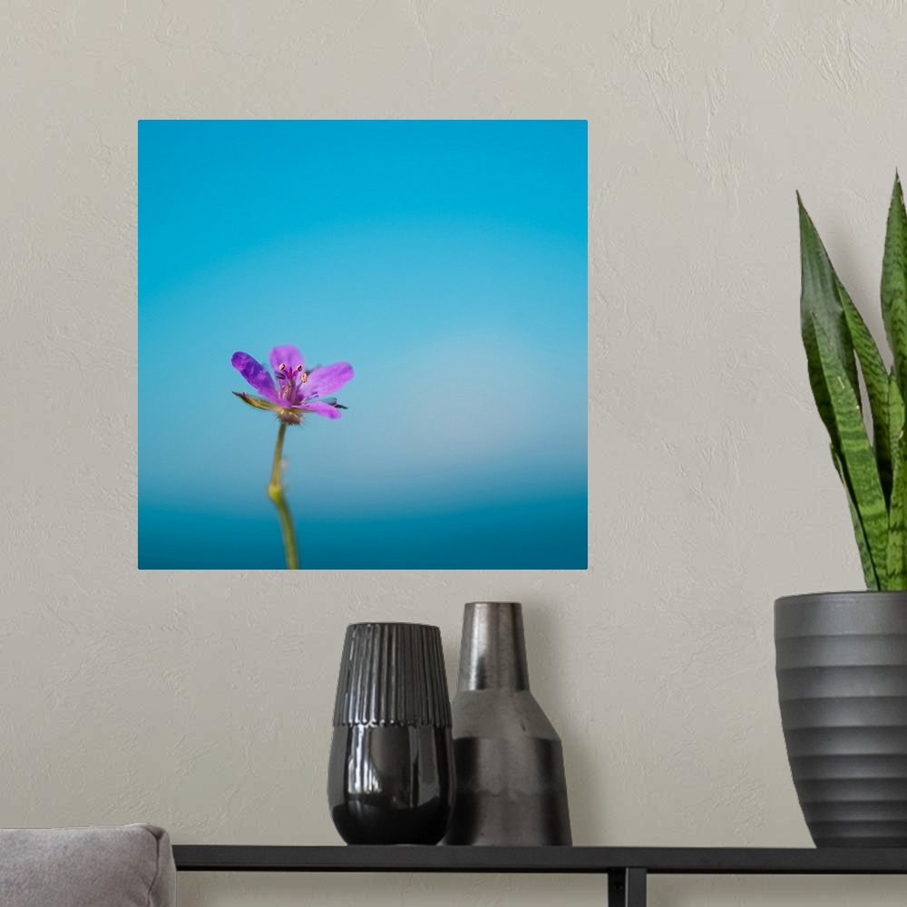 A modern room featuring Side capture of little purple flower standing against blue sea and sky bokeh background.