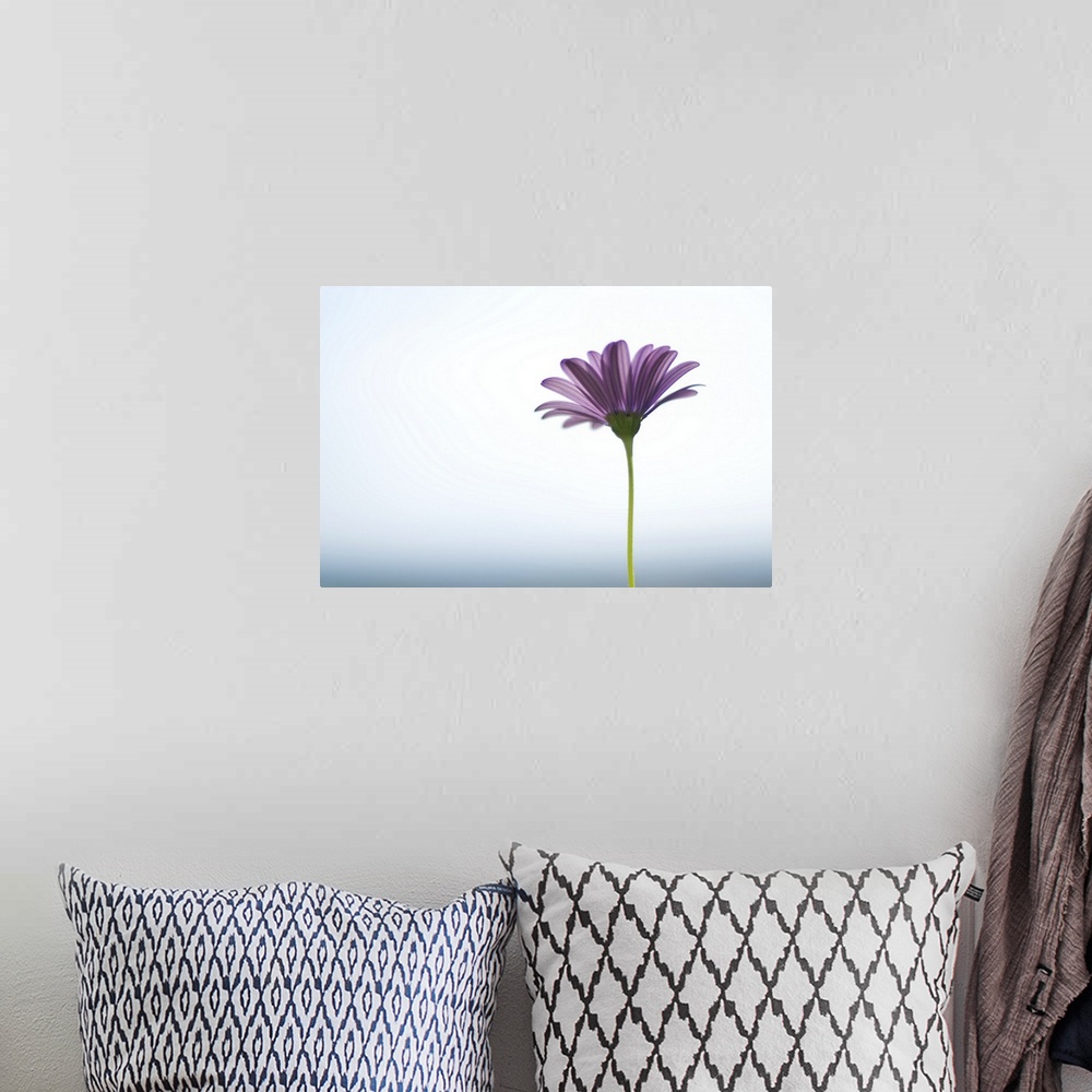A bohemian room featuring Side capture of purple daisy in front of bokeh sea and sky background. Selective focus.