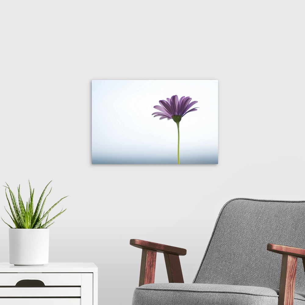 A modern room featuring Side capture of purple daisy in front of bokeh sea and sky background. Selective focus.