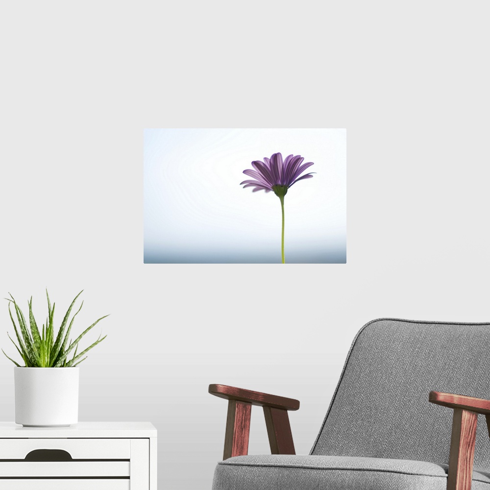 A modern room featuring Side capture of purple daisy in front of bokeh sea and sky background. Selective focus.