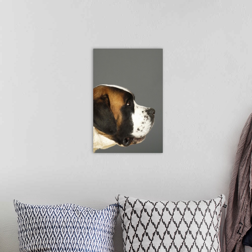A bohemian room featuring Side profile of a St. Bernard dog