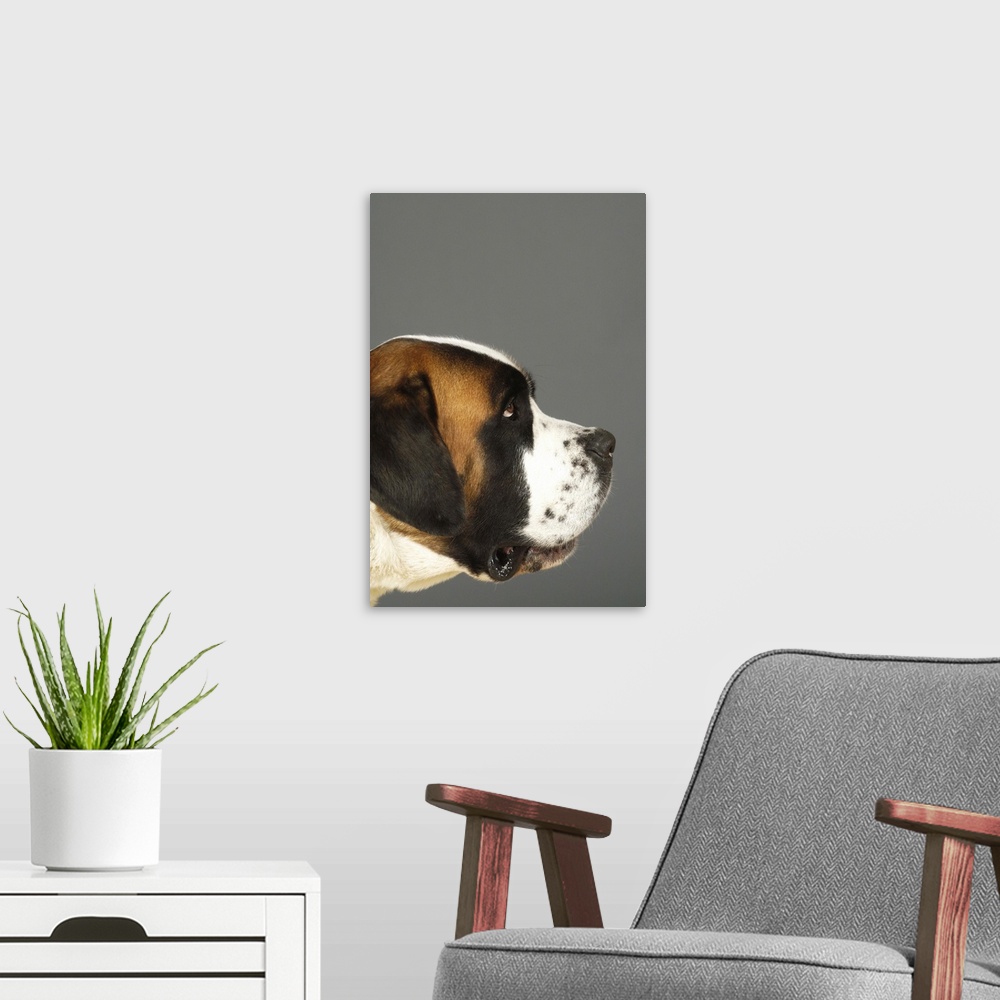 A modern room featuring Side profile of a St. Bernard dog
