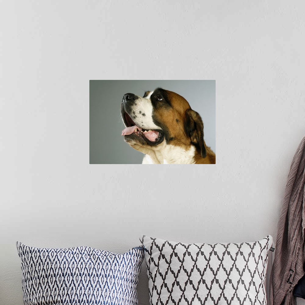 A bohemian room featuring Side profile of a St. Bernard dog looking up