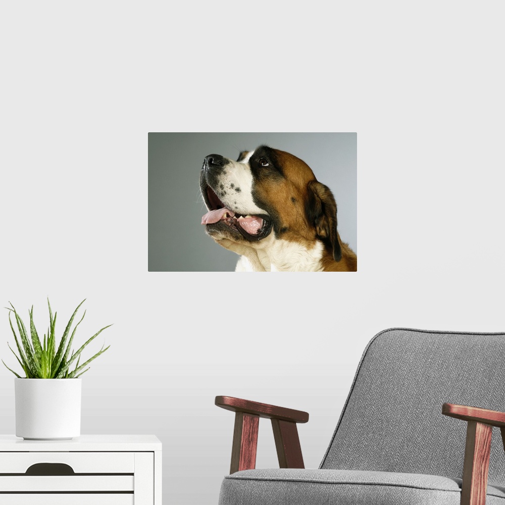 A modern room featuring Side profile of a St. Bernard dog looking up