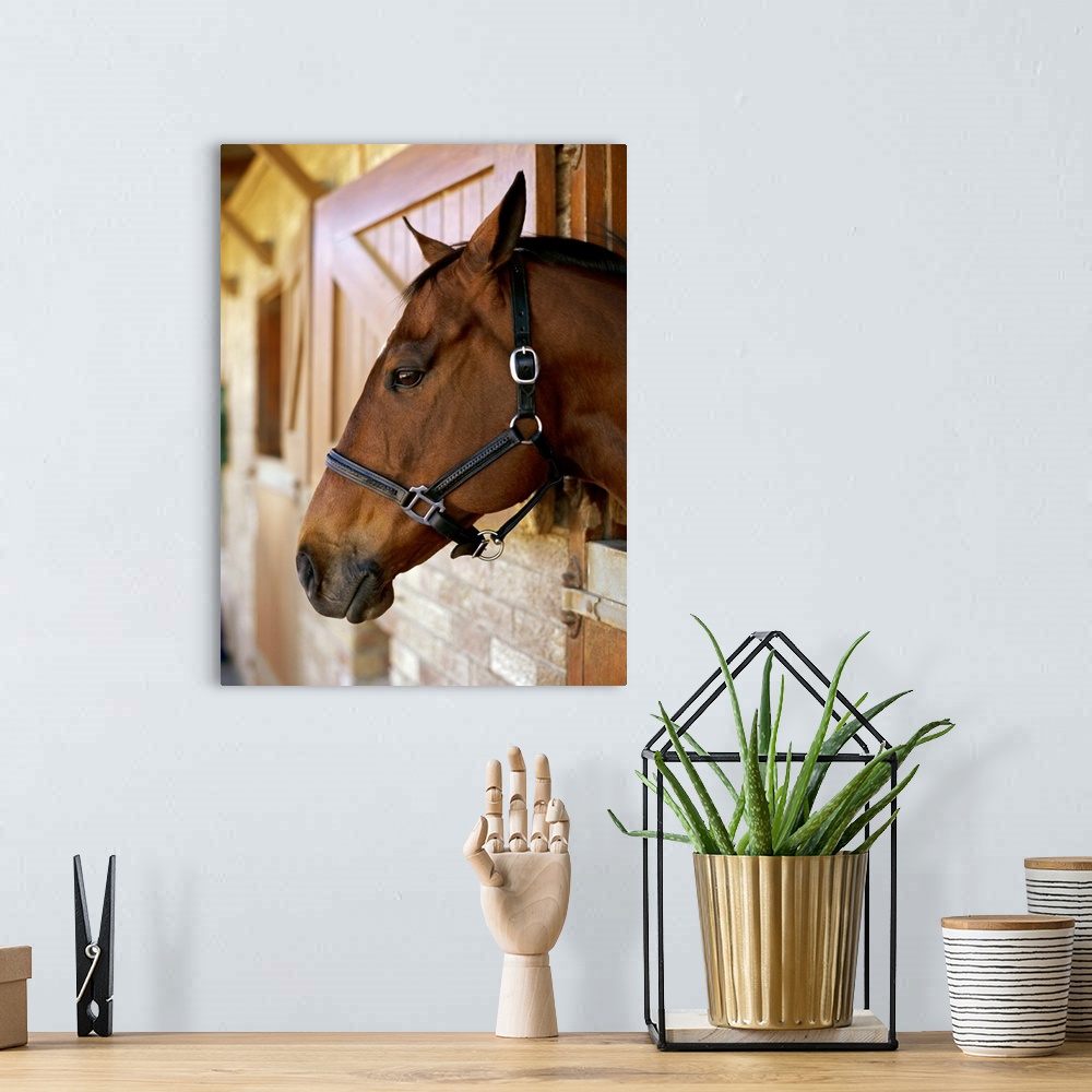 A bohemian room featuring Side profile of horses head