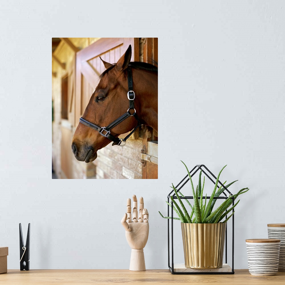 A bohemian room featuring Side profile of horses head