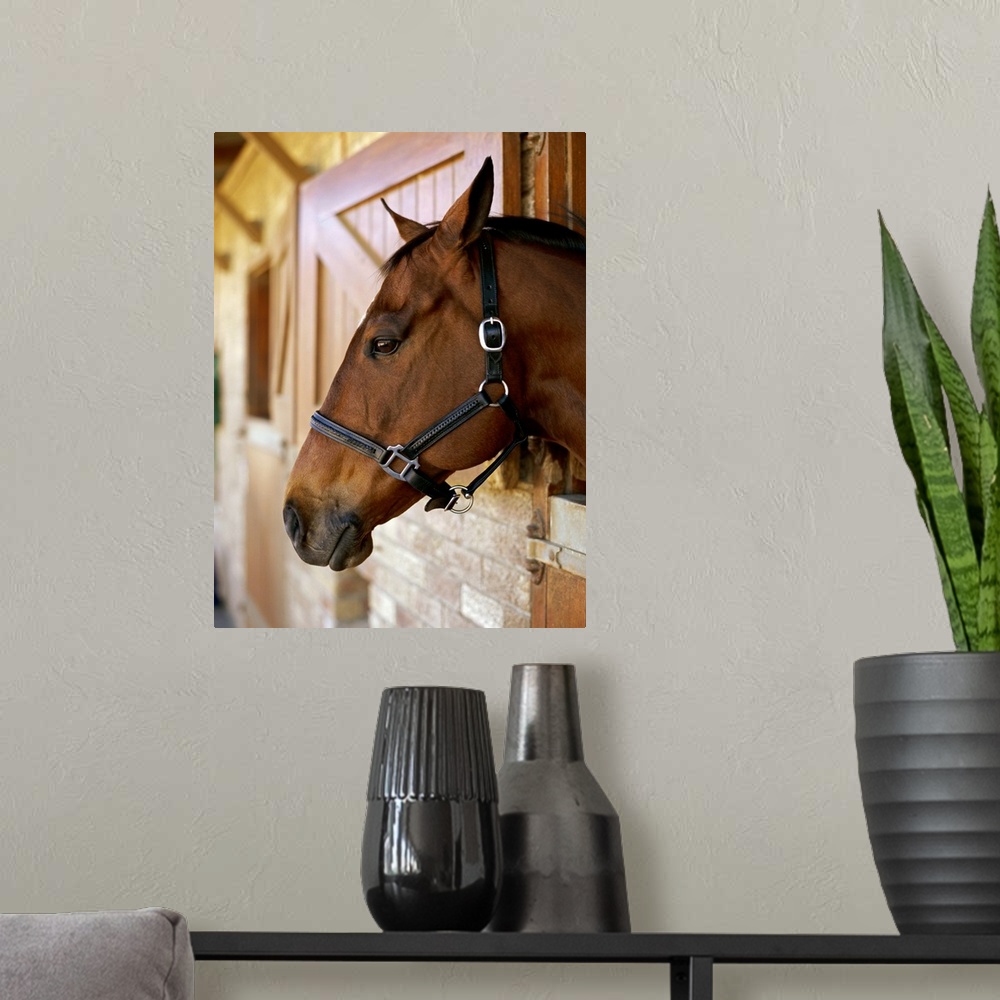 A modern room featuring Side profile of horses head