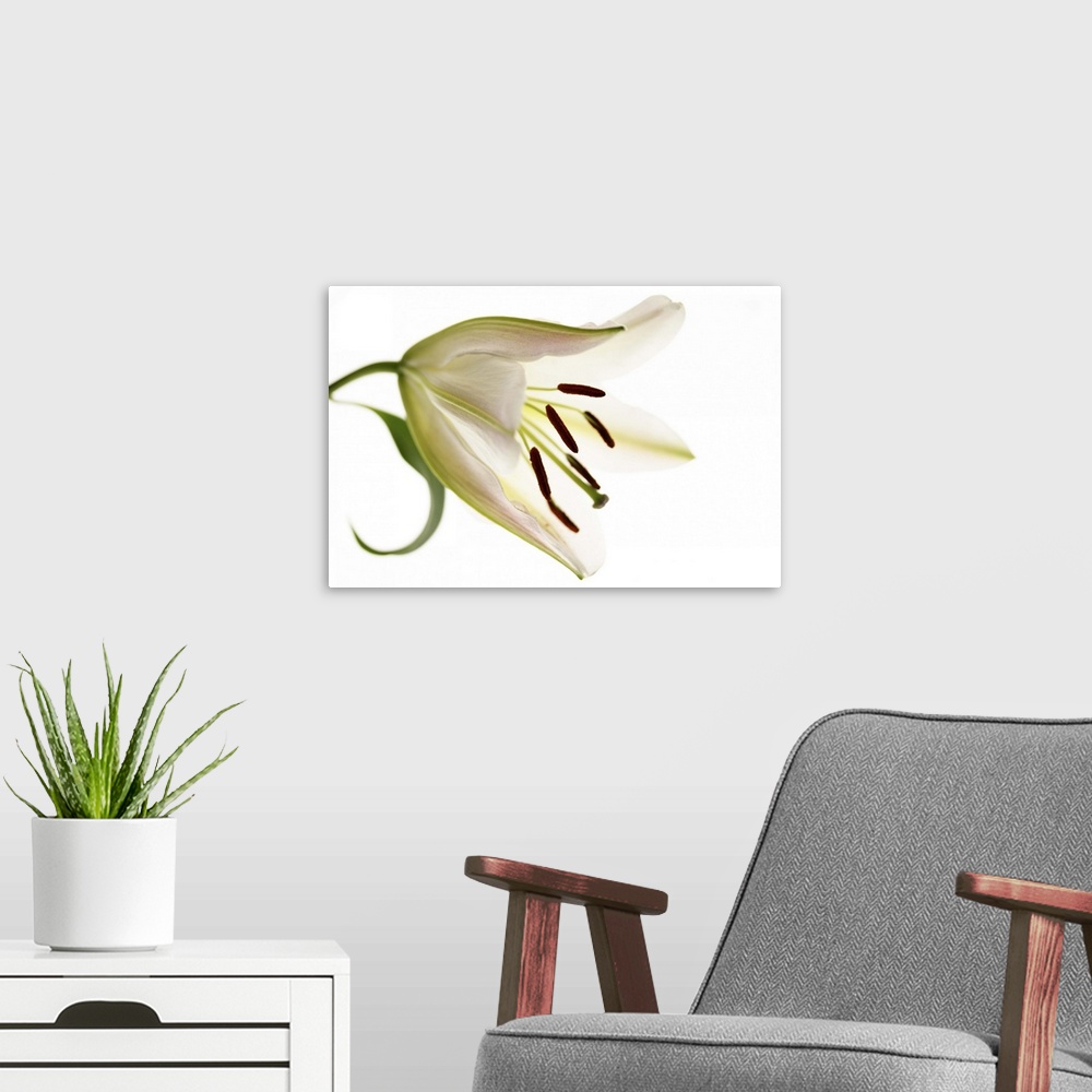 A modern room featuring Side View of Single Lily Flower