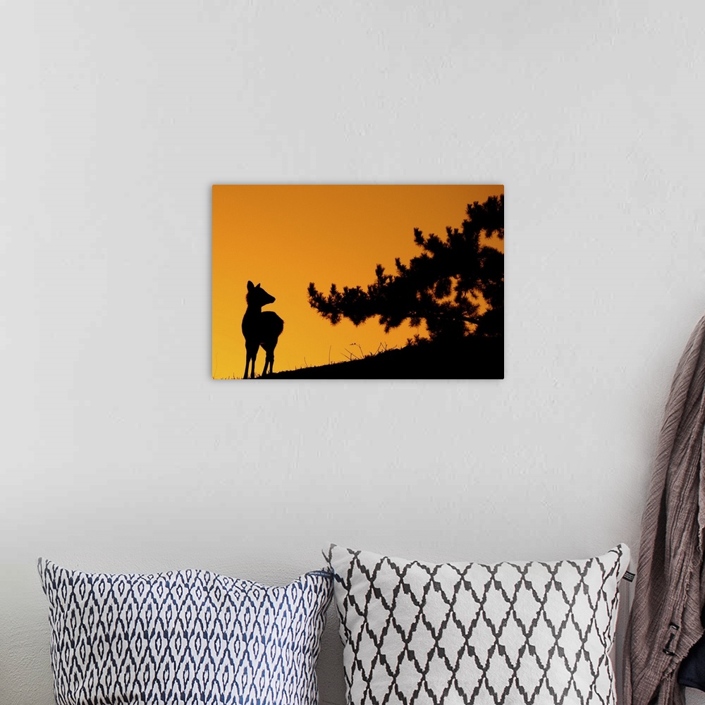 A bohemian room featuring Silhouette deer on  mountain at sunset.