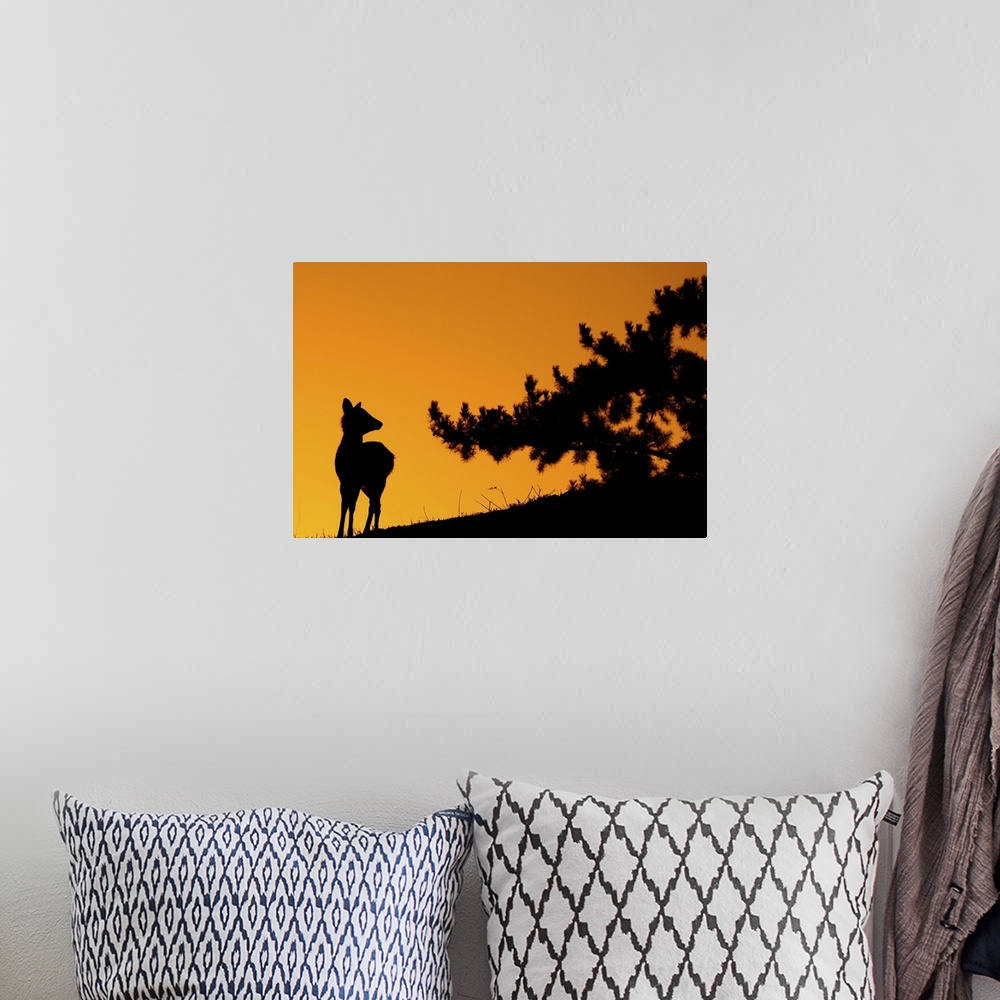 A bohemian room featuring Silhouette deer on  mountain at sunset.