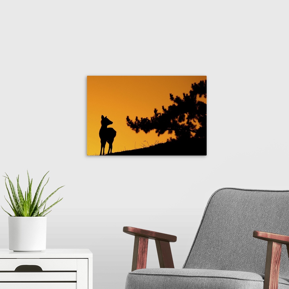 A modern room featuring Silhouette deer on  mountain at sunset.