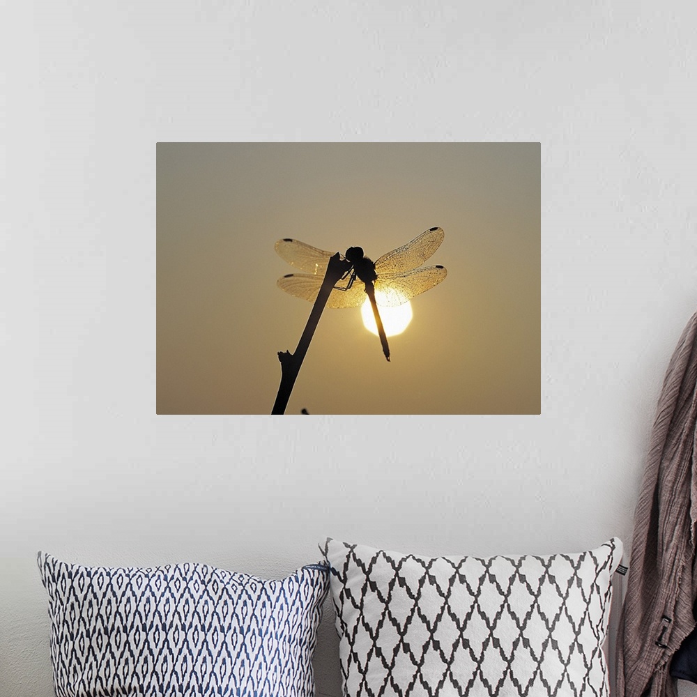 A bohemian room featuring Silhouette of a dragonfly