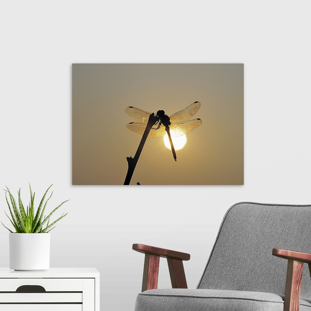 A modern room featuring Silhouette of a dragonfly