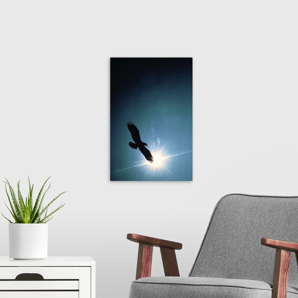 A modern room featuring Silhouette of bald eagle flying in sky