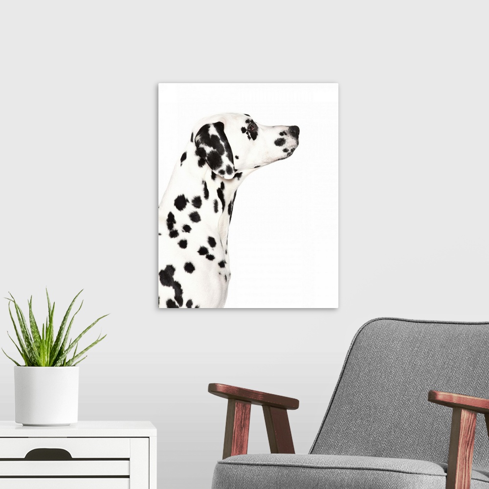 A modern room featuring Silhouette of Dalmatian's face