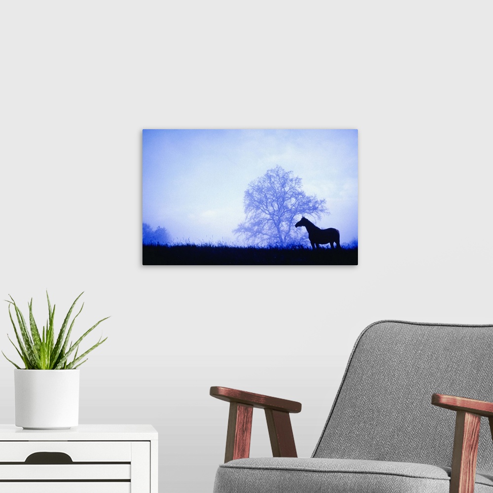 A modern room featuring Silhouette of horse standing in meadow at dusk
