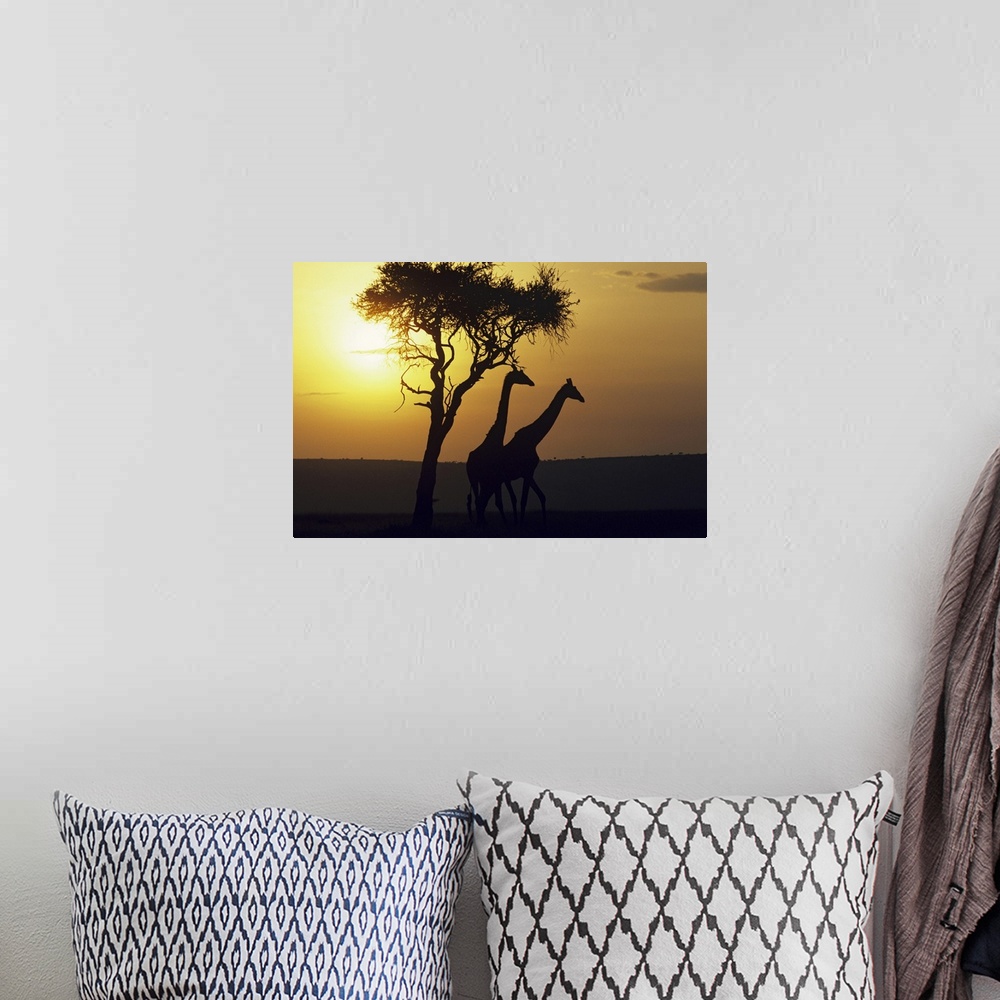 A bohemian room featuring Photograph of giraffe profiles near a silhouetted tree at dusk.