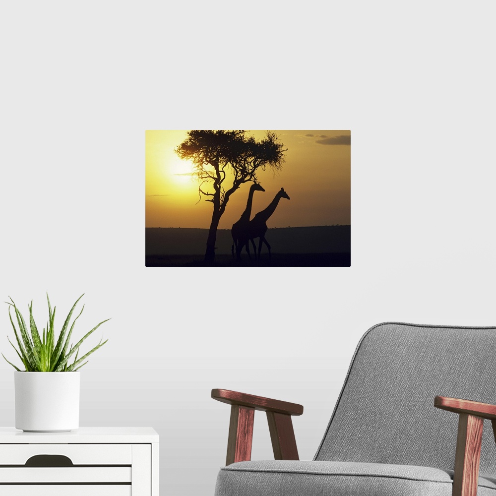 A modern room featuring Photograph of giraffe profiles near a silhouetted tree at dusk.