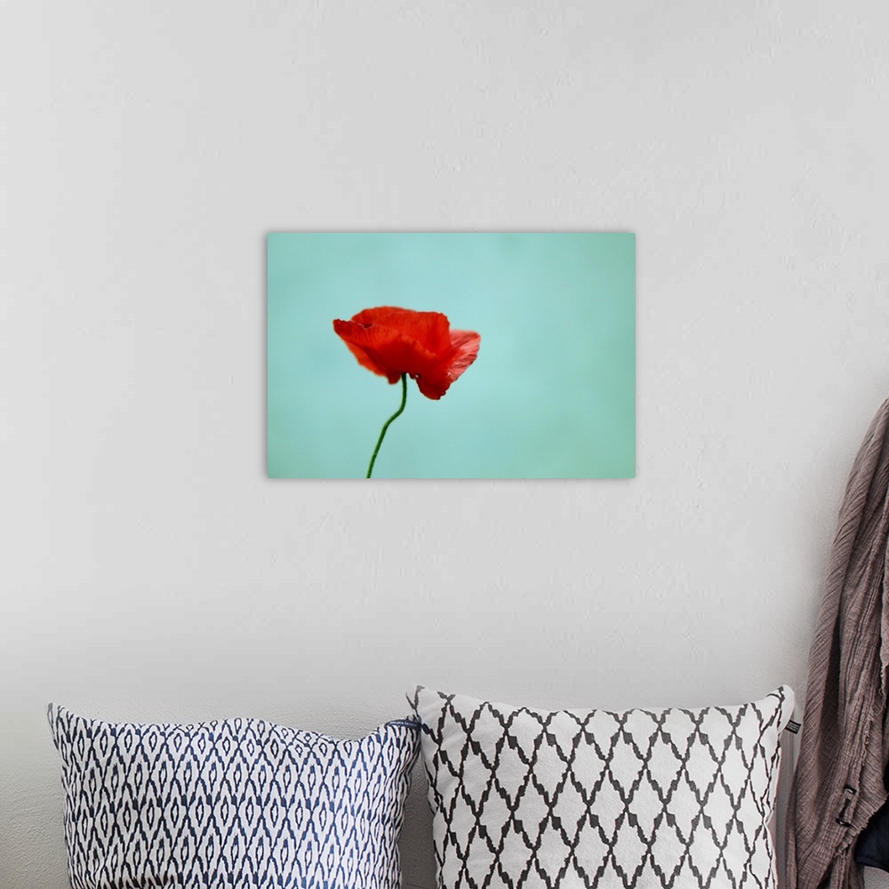 A bohemian room featuring A single flower is photographed against a light teal background.