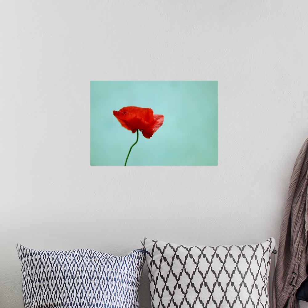 A bohemian room featuring A single flower is photographed against a light teal background.