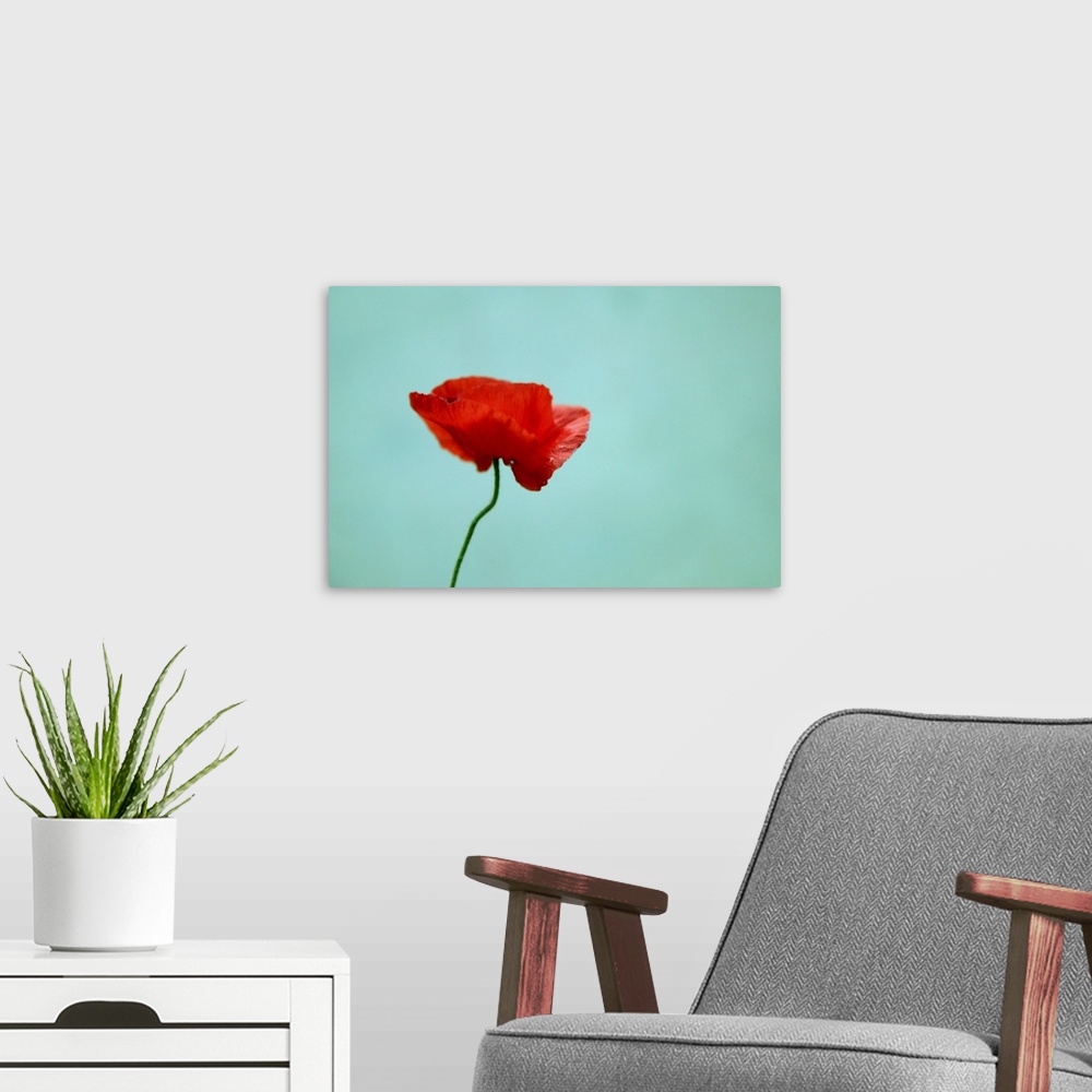 A modern room featuring A single flower is photographed against a light teal background.