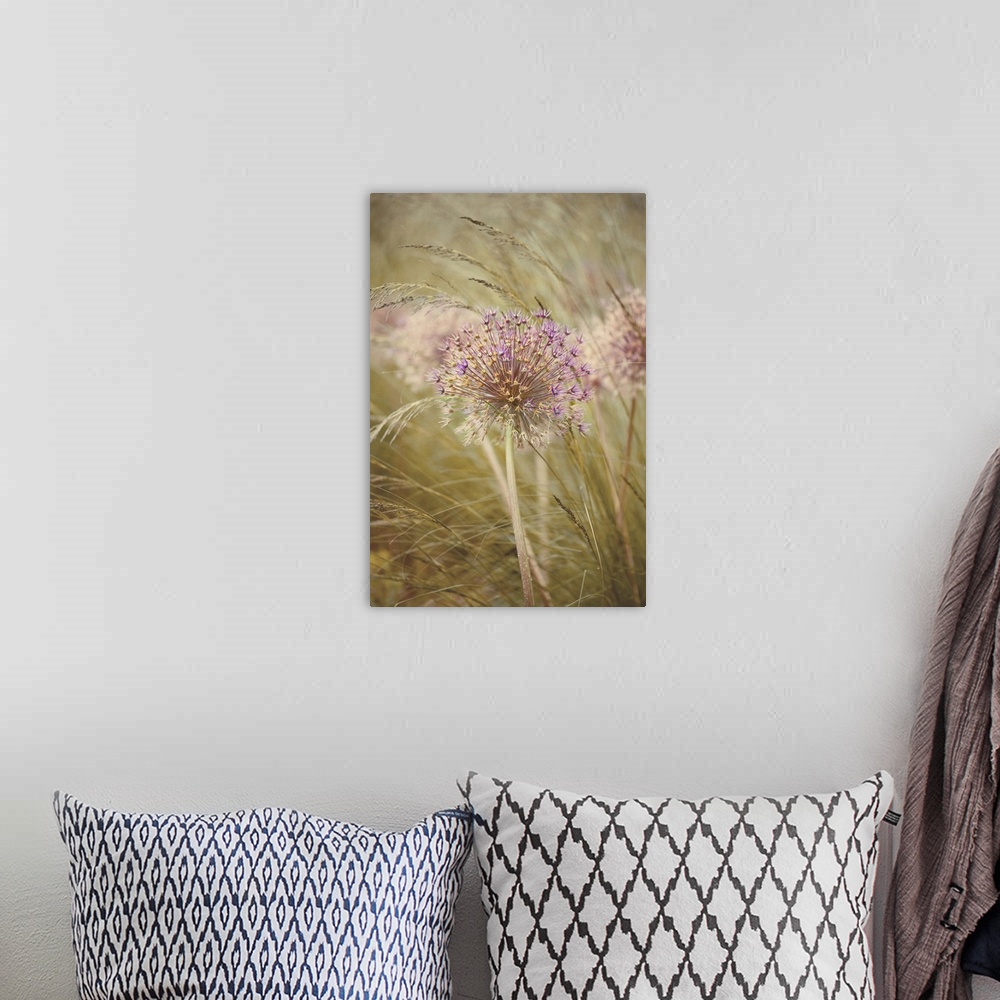 A bohemian room featuring Single dried flower head of Allium Purple Sensation amongst stipa grasses.