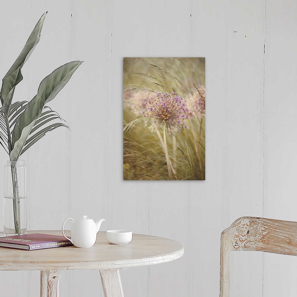 A farmhouse room featuring Single dried flower head of Allium Purple Sensation amongst stipa grasses.