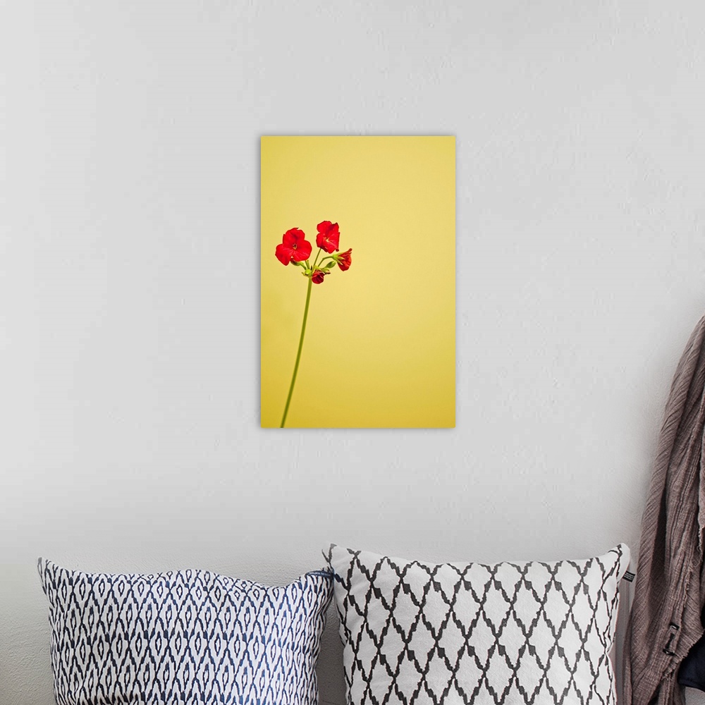 A bohemian room featuring Single geranium flowers on yellow background.