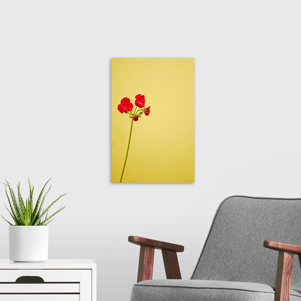 A modern room featuring Single geranium flowers on yellow background.