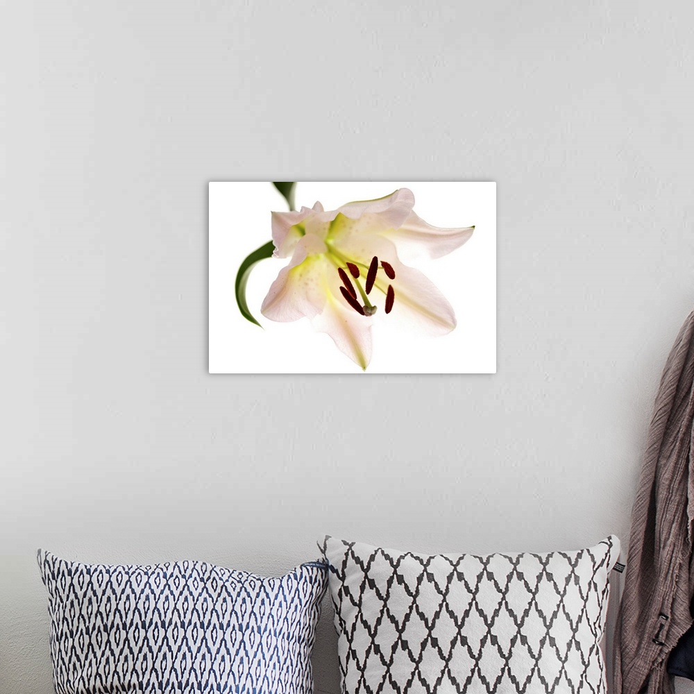 A bohemian room featuring Single Lily Flower