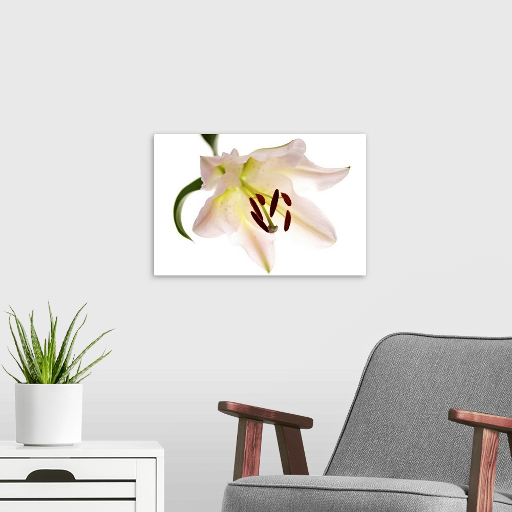 A modern room featuring Single Lily Flower
