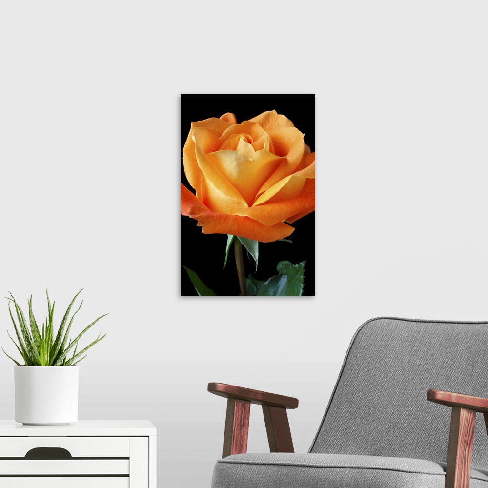 A modern room featuring Single orange rose
