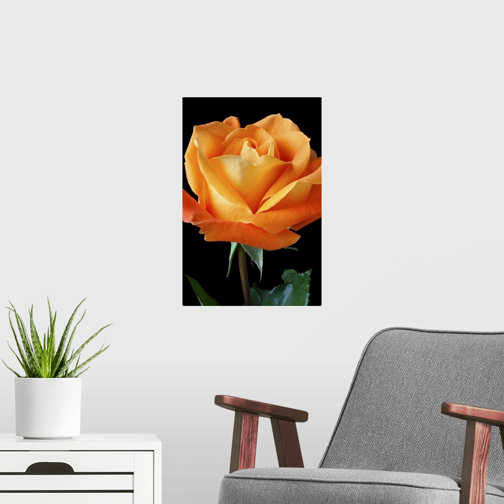 A modern room featuring Single orange rose