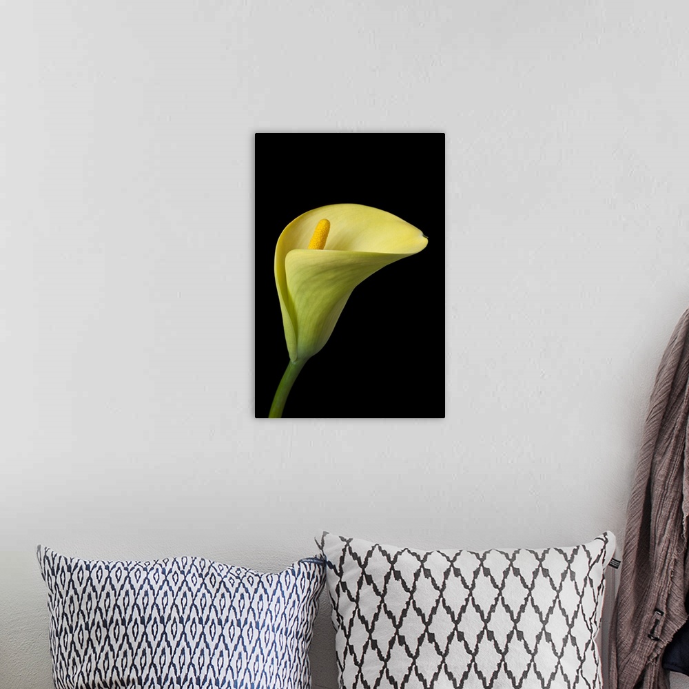 A bohemian room featuring Single yellow calla lily