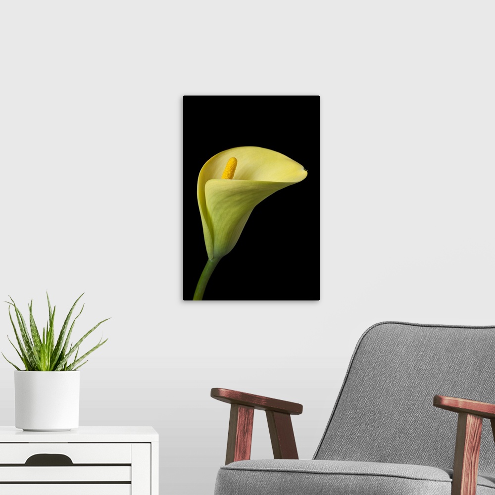 A modern room featuring Single yellow calla lily